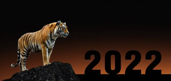 New Year Concept 2022 New Year Card Tiger Stone Sunset Stock Image