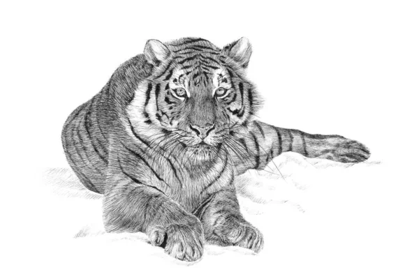 手描きの虎 白い背景のスケッチグラフィックモノクロイラスト オリジナル トレースなし — ストック写真