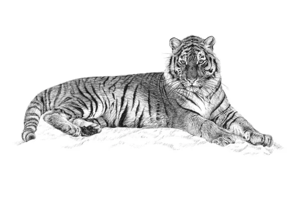 手描きの虎 白い背景のスケッチグラフィックモノクロイラスト オリジナル トレースなし — ストック写真