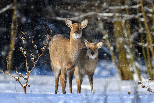 Veado Fêmea Floresta Inverno Animais Habitat Natural Cena Vida Selvagem — Fotografia de Stock
