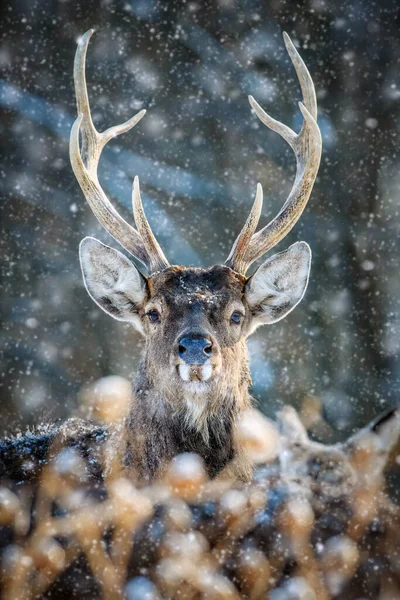 Manligt Rådjursporträtt Vinterskogen Djur Naturlig Miljö Vilt Och Växter — Stockfoto