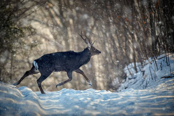 Les Chevreuils Mâles Courent Dans Forêt Hiver Animaux Dans Habitat — Photo