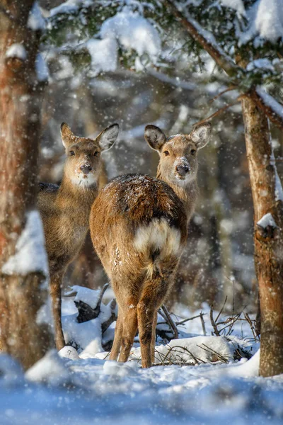 Weibliche Rehe Winterwald Tiere Natürlichem Lebensraum Wildszene — Stockfoto