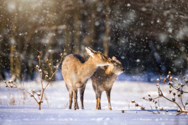 Kış ormanında dişi yumurta geyiği. Doğal ortamda bir hayvan. Vahşi yaşam sahnesi