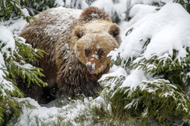 Kış ormanında yakın plan kahverengi ayı. Doğada tehlikeli bir hayvan var. Büyük memeli. Vahşi yaşam sahnesi