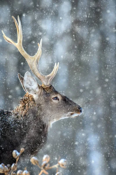 Kış Ormanında Erkek Geyik Portresi Doğal Ortamda Bir Hayvan Vahşi — Stok fotoğraf