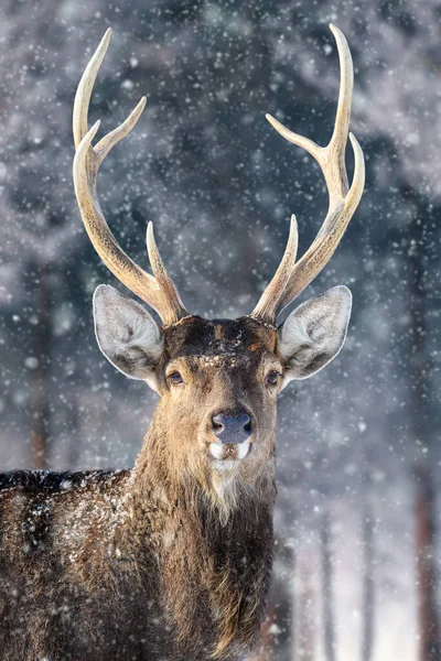 雄鹿在冬季的森林里 在自然栖息地的动物 野生动物场景 — 图库照片