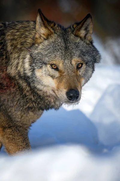 Szürke Farkas Canis Lupus Portré Téli Erdőben Farkas Természetes Élőhelyen — Stock Fotó