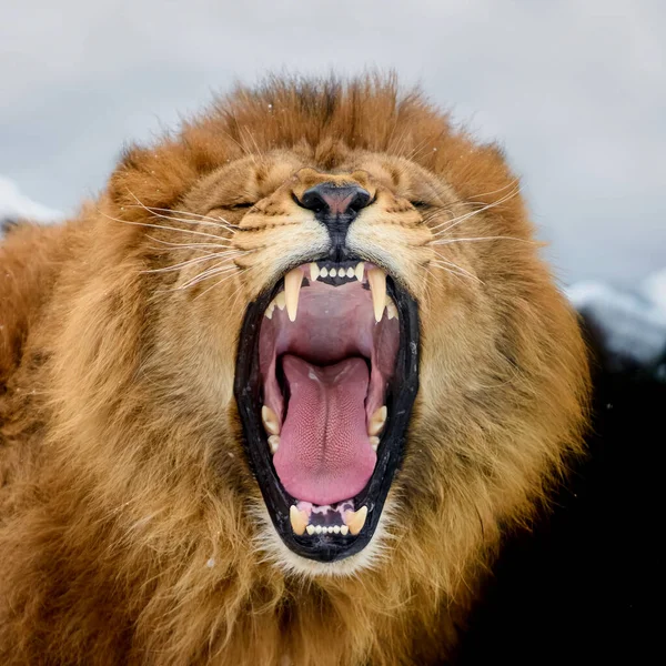 Großaufnahme Eines Brüllenden Löwen Porträts — Stockfoto