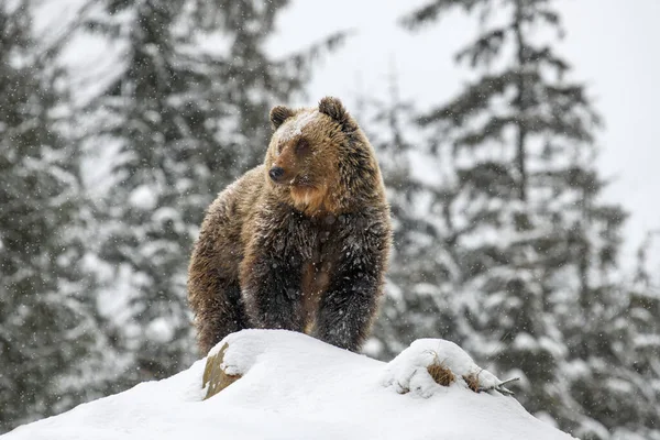 Крупним Планом Коричневий Ведмідь Пагорбі Зимовому Лісі Небезпека Тварин Природному — стокове фото