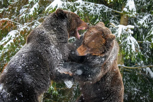 Primer Plano Dos Enojado Oso Pardo Lucha Bosque Invierno Peligro —  Fotos de Stock