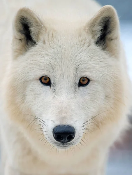 Cerca Lobo Ártico Blanco Mirando Cámara Peligro Animal Hábitat Natural — Foto de Stock