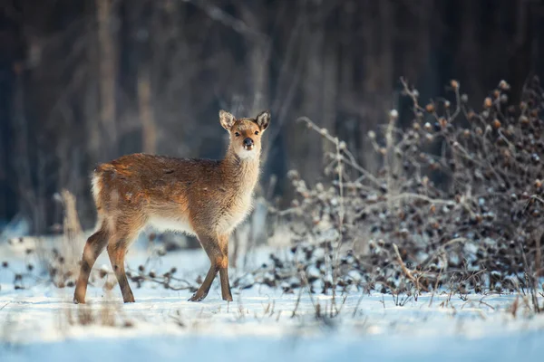 Weibliche Rehe Winterwald Tiere Natürlichem Lebensraum Wildszene — Stockfoto