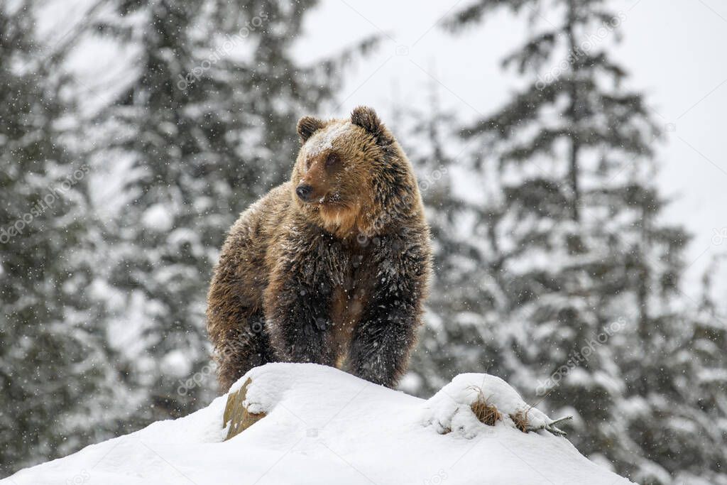 Close-up brown bear on hill in winter forest. Danger animal in nature habitat. Big mammal. Wildlife scene