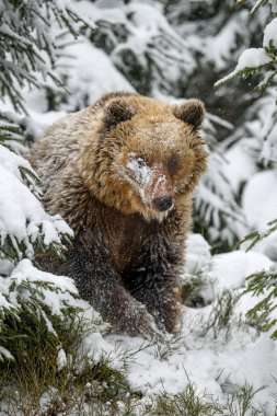Kış ormanında yakın plan kahverengi ayı. Doğada tehlikeli bir hayvan var. Büyük memeli. Vahşi yaşam sahnesi