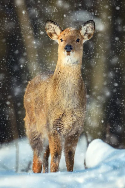 Retrato Ciervo Hembra Bosque Invernal Animal Hábitat Natural Vida Silvestre —  Fotos de Stock