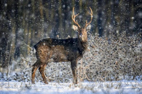 Män Rådjur Vinterskogen Djur Naturlig Miljö Vilt Och Växter — Stockfoto