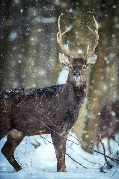 冬の森の中のオスのイエロー鹿 自然の生息地で動物 野生動物のシーン — ストック写真