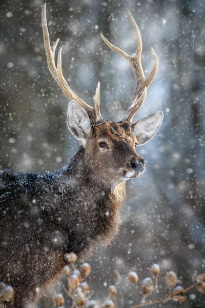 Retrato Corça Macho Floresta Inverno Animais Habitat Natural Cena Vida — Fotografia de Stock