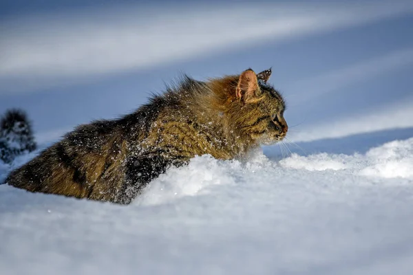 Kar Kedisiyle Kaplı Kışın Karda Yürüyen Kedi — Stok fotoğraf