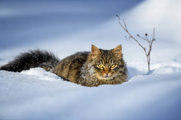 Kar Kedisiyle Kaplı Kışın Karda Yürüyen Kedi — Stok fotoğraf