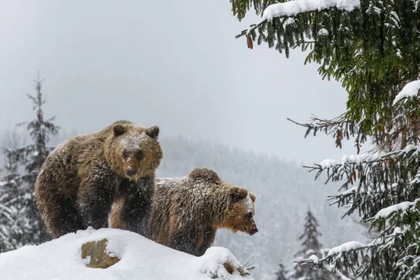 Großaufnahme Braunbär Auf Hügel Winterwald Gefährliches Tier Natürlichen Lebensraum Großes — Stockfoto