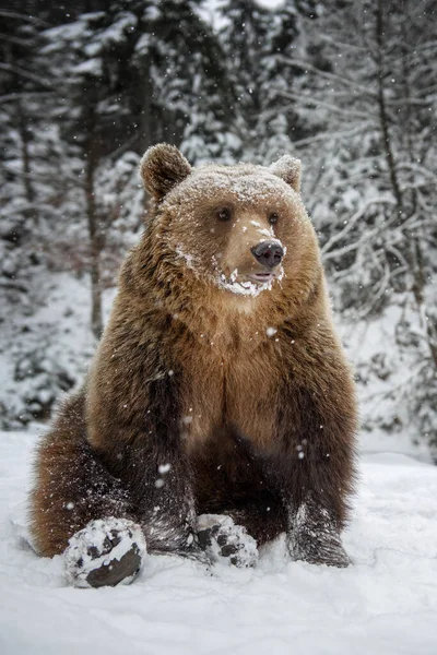 Крупный План Бурого Медведя Сидеть Зимнем Лесу Опасное Животное Природе — стоковое фото