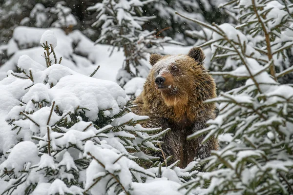 Barna Medve Közelről Téli Erdőben Veszélyes Állat Természetben Nagy Emlős — Stock Fotó