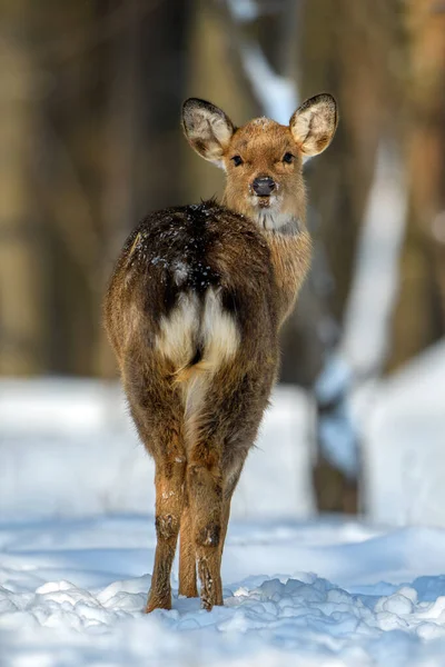 冬の森の女性のイエロー鹿の肖像画 自然の生息地で動物 野生動物のシーン — ストック写真