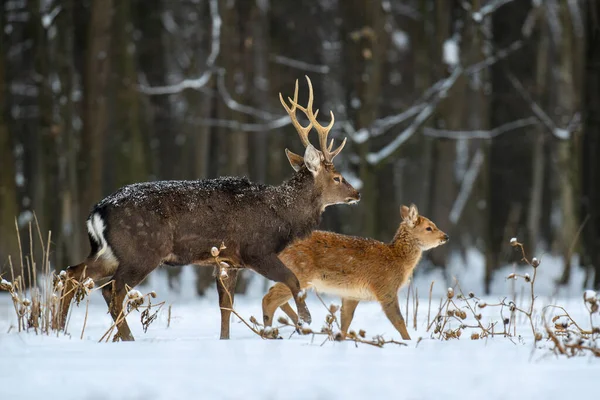 Dwa Sarny Zimowym Lesie Zwierzęta Środowisku Naturalnym Scena Dziką Przyrodą — Zdjęcie stockowe