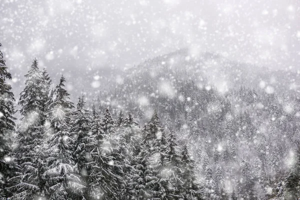 Winterspar Dennenbos Bedekt Met Sneeuw Sterke Sneeuwval Prachtig Landschap — Stockfoto