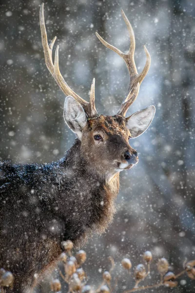 Mannelijke Reeën Portret Het Winterbos Dier Natuurlijke Habitat Plaats Delict Rechtenvrije Stockafbeeldingen