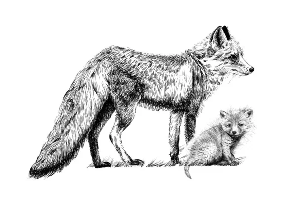 手绘小狐和成年红狐 素描画白色背景的单色图画 无痕迹 — 图库照片