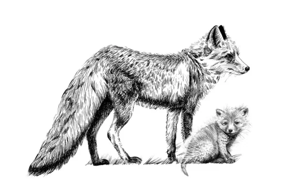 Hand Drawn Baby Adult Red Fox Sketch Graphics Monochrome Illustration — Stock Photo, Image