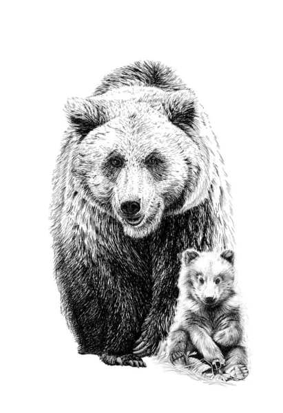 Hand Drawn Baby Adult Bear Sketch Graphics Monochrome Illustration White — Stock Photo, Image