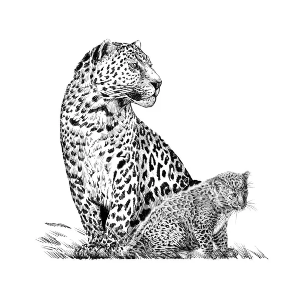 手绘小豹和成年豹 素描图形单色白色背景 无痕迹 — 图库照片