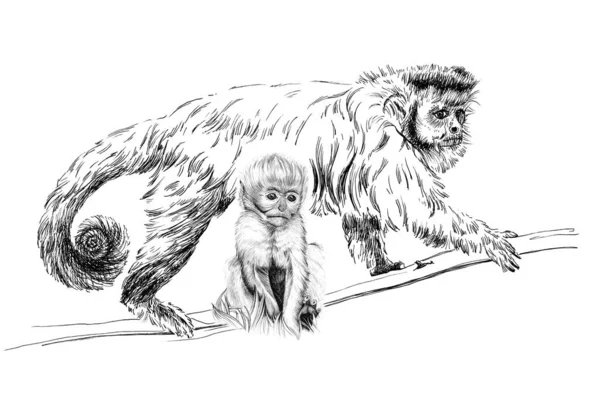 Hand Drawn Baby Adult Monkey Sketch Graphics Monochrome Illustration White — Stock Photo, Image