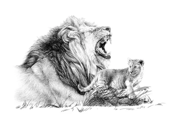 手描きの赤ちゃんと大人のライオン 白い背景のスケッチグラフィックモノクロームイラスト オリジナル トレースなし — ストック写真