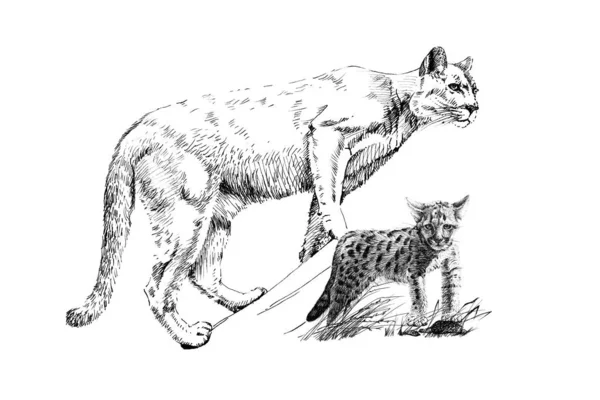 Handritad Baby Och Vuxen Puma Skiss Grafik Monokrom Illustration Vit — Stockfoto