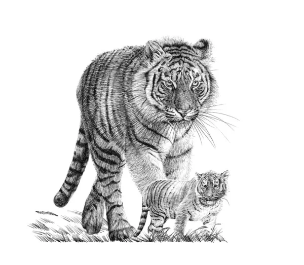 Kézzel Rajzolt Baba Felnőtt Tigris Vázlat Grafika Monokróm Illusztráció Fehér — Stock Fotó