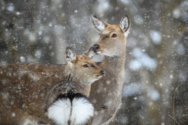 Kış ormanında iki dişi geyik. Doğal ortamda bir hayvan. Vahşi yaşam sahnesi