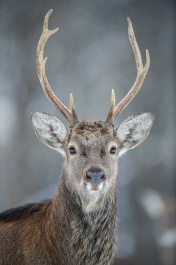 Kış ormanında portre erkek geyik. Doğal ortamda bir hayvan. Vahşi yaşam sahnesi