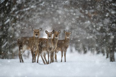 Kış ormanında dört dişi geyik. Doğal ortamda bir hayvan. Vahşi yaşam sahnesi