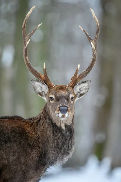 Porträt Männlicher Hirsche Winterwald Tiere Natürlichem Lebensraum Wildszene — Stockfoto