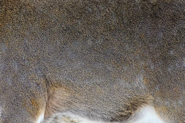 Vraie Texture Belle Peau Cerf Nature Corps Animal Motifs Fourrure — Photo
