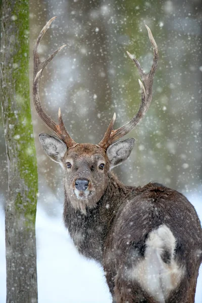 Porträtt Hanhjort Tittar Tillbaka Vinterskogen Djur Naturlig Miljö Vilt Och — Stockfoto