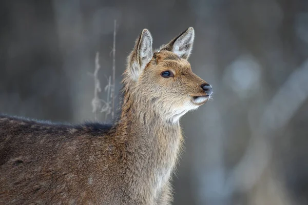 Portret Van Vrouwelijke Herten Het Winterbos Dier Natuurlijke Habitat Plaats — Stockfoto