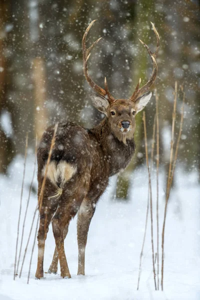 Hjort Som Tittar Tillbaka Vinterskogen Djur Naturlig Miljö Vilt Och — Stockfoto