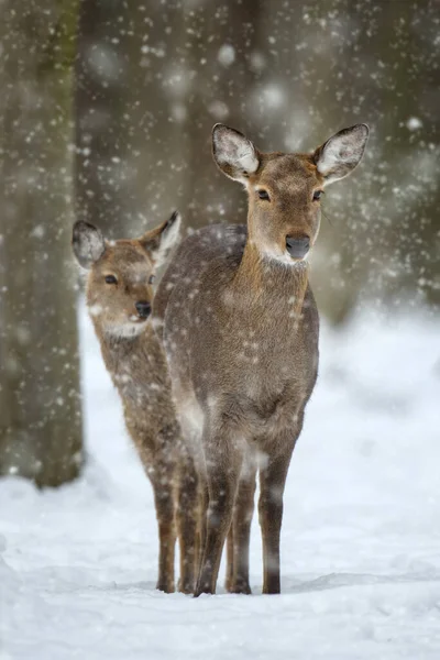 Két Nőstény Szarvas Téli Erdőben Állatok Természetes Élőhelyen Vadvilági Jelenet — Stock Fotó
