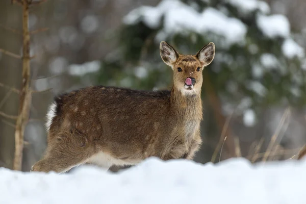 Cerfs Femelles Dans Forêt Hiver Animaux Dans Habitat Naturel Scène — Photo